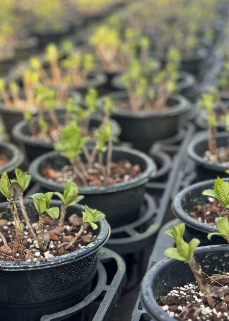 私たちの想いは、花を通じて皆様の暮らしを彩り、豊かな生活を提案する