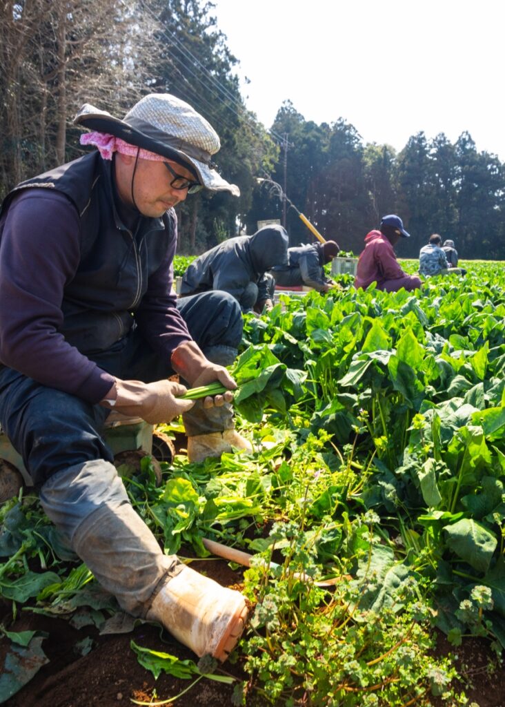 私たちは、長ネギ、ほうれん草、小松菜、馬鈴薯、さやいんげんなど